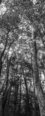 environmental-policy